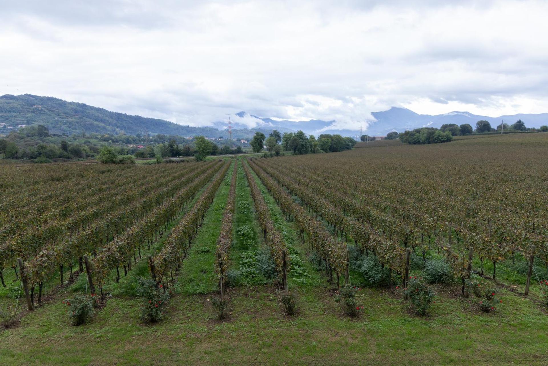 Agriturismo Ripa Del Bosco Capriolo Экстерьер фото